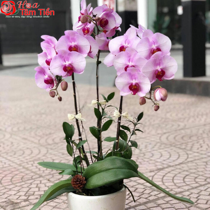 Ý nghĩa chậu lan hồ điệp 3 cành và giá bán trên thị trường