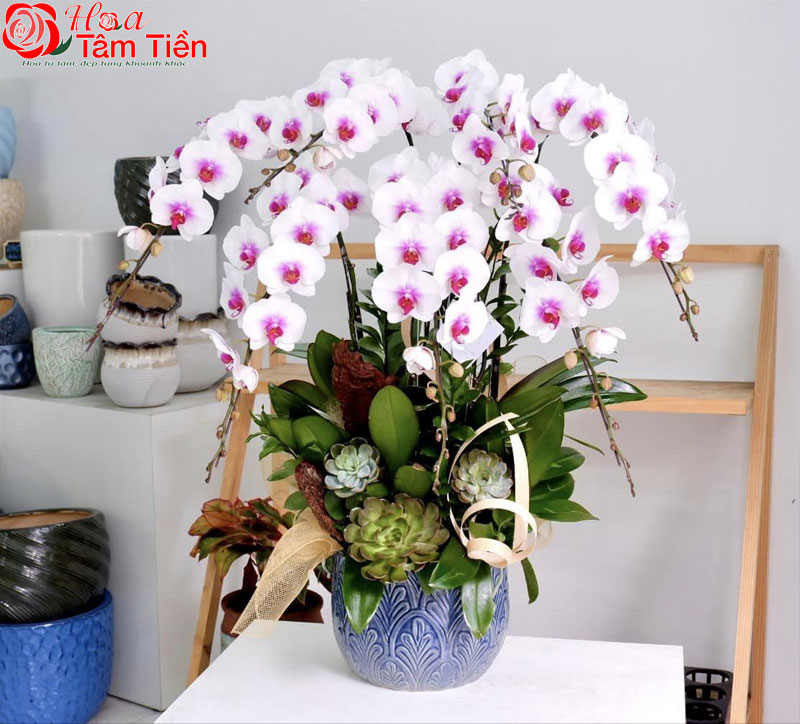 Chiêm ngưỡng 15+ mẫu chậu lan hồ điệp giả cao cấp đẹp nhất