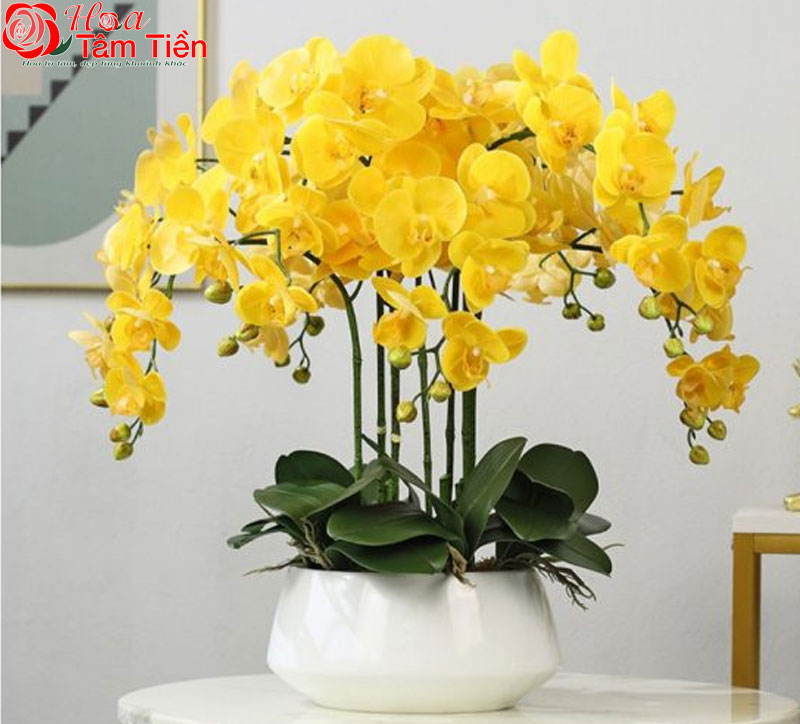 Chiêm ngưỡng 15+ mẫu chậu lan hồ điệp giả cao cấp đẹp nhất