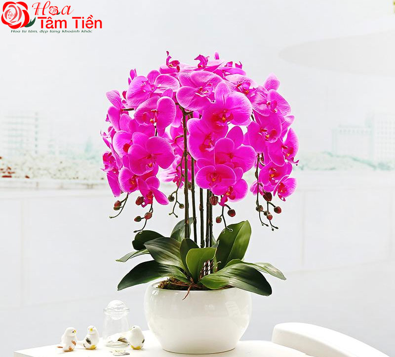 Chiêm ngưỡng 15+ mẫu chậu lan hồ điệp giả cao cấp đẹp nhất