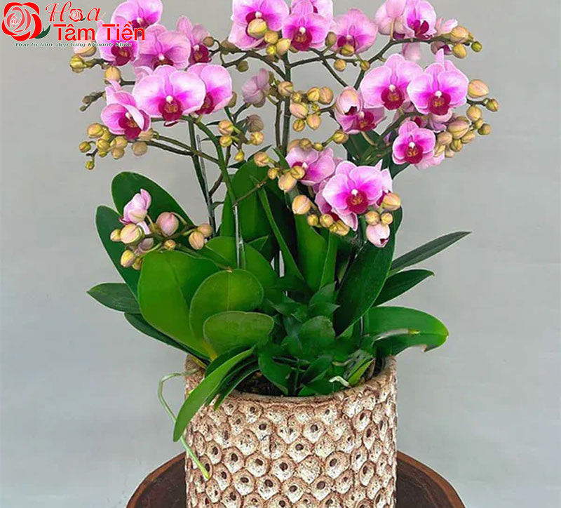 Chiêm ngưỡng 15+ mẫu chậu lan hồ điệp giả cao cấp đẹp nhất