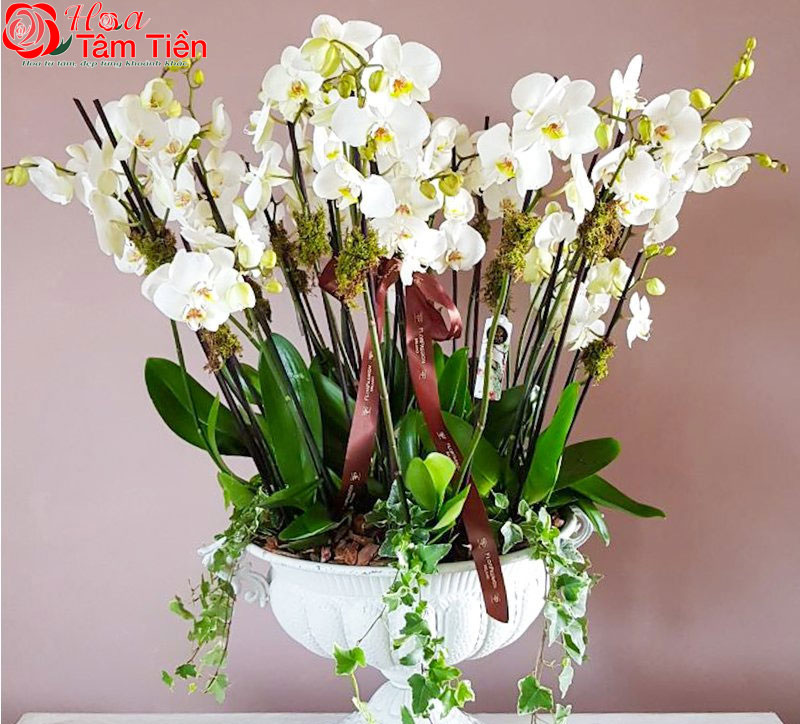 Chiêm ngưỡng 15+ mẫu chậu lan hồ điệp giả cao cấp đẹp nhất