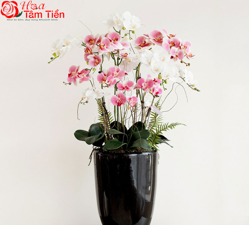 Chiêm ngưỡng 15+ mẫu chậu lan hồ điệp giả cao cấp đẹp nhất