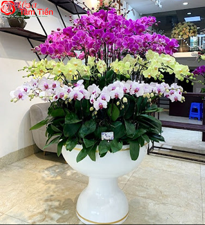 Chiêm ngưỡng 15+ mẫu chậu lan hồ điệp giả cao cấp đẹp nhất