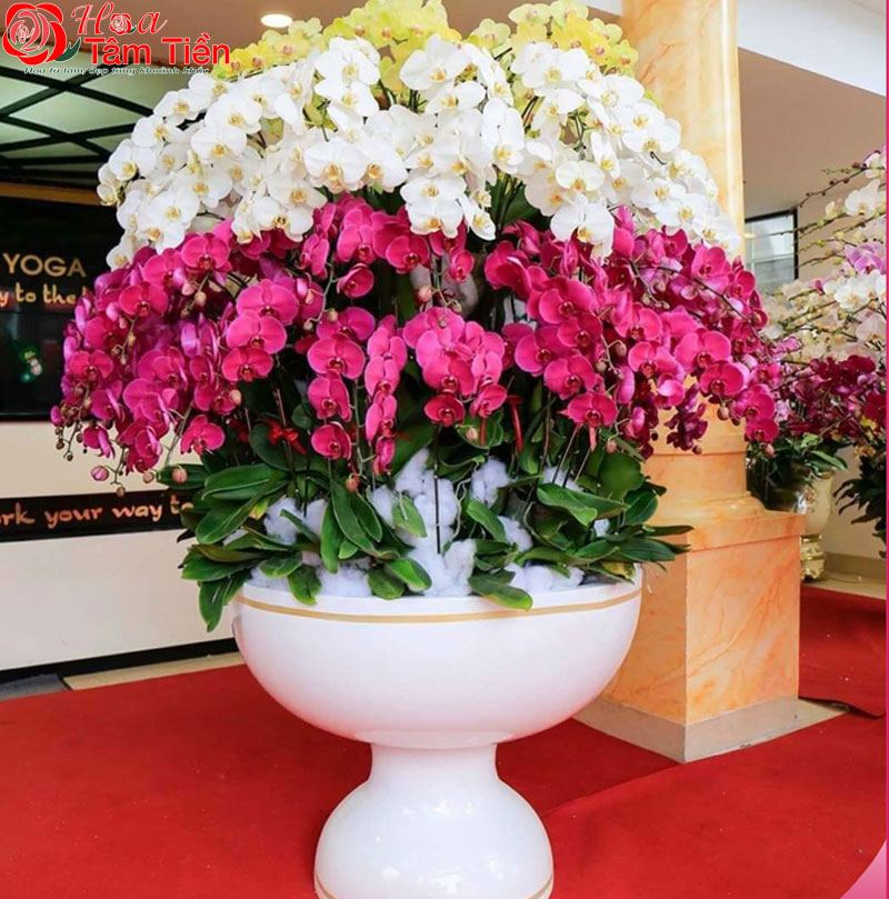 Chiêm ngưỡng 15+ mẫu chậu lan hồ điệp giả cao cấp đẹp nhất
