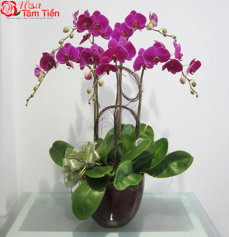 Bảng giá chậu lan hồ điệp 5 cành cập nhật mới nhất