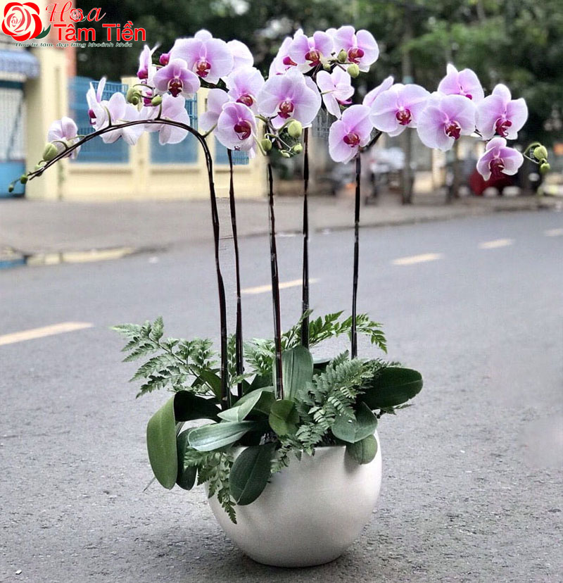 Bảng giá chậu lan hồ điệp 5 cành cập nhật mới nhất