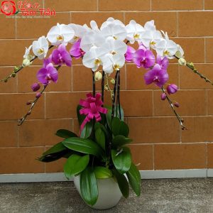 Hoa Tâm Tiền