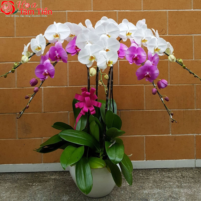 Bảng giá chậu lan hồ điệp 5 cành cập nhật mới nhất