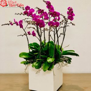 Hoa Tâm Tiền