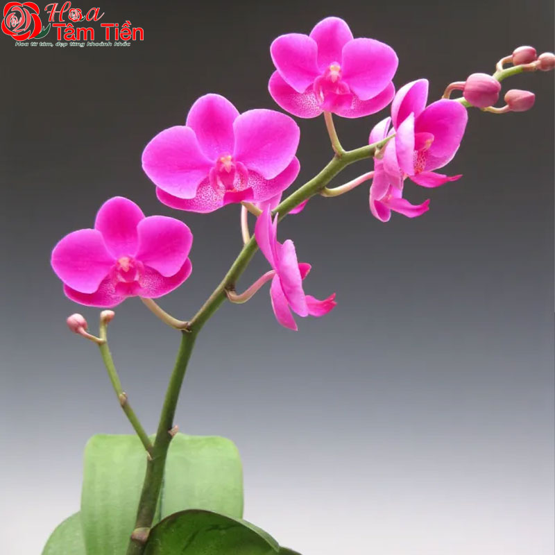 Đặc điểm, ý nghĩa và cách chăm sóc hồ điệp mãn thiên hồng