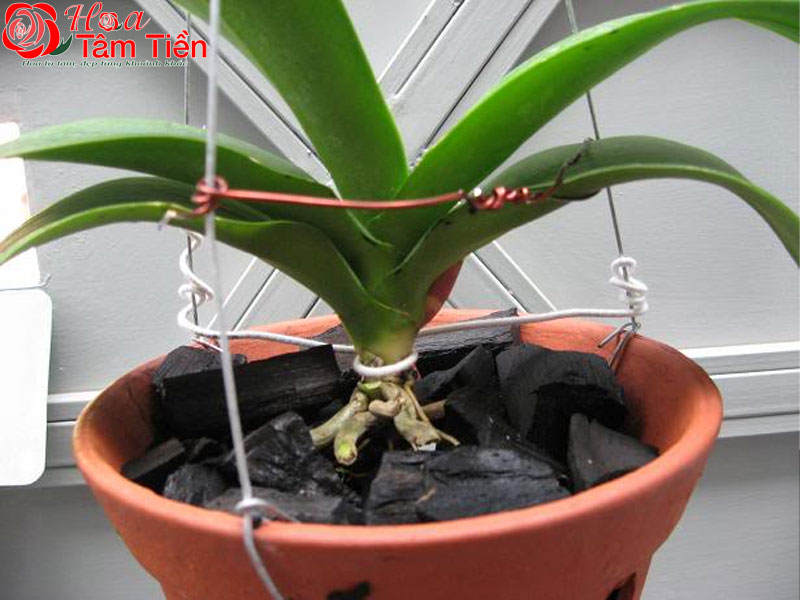 Đặc điểm, ý nghĩa và cách chăm sóc hồ điệp mãn thiên hồng