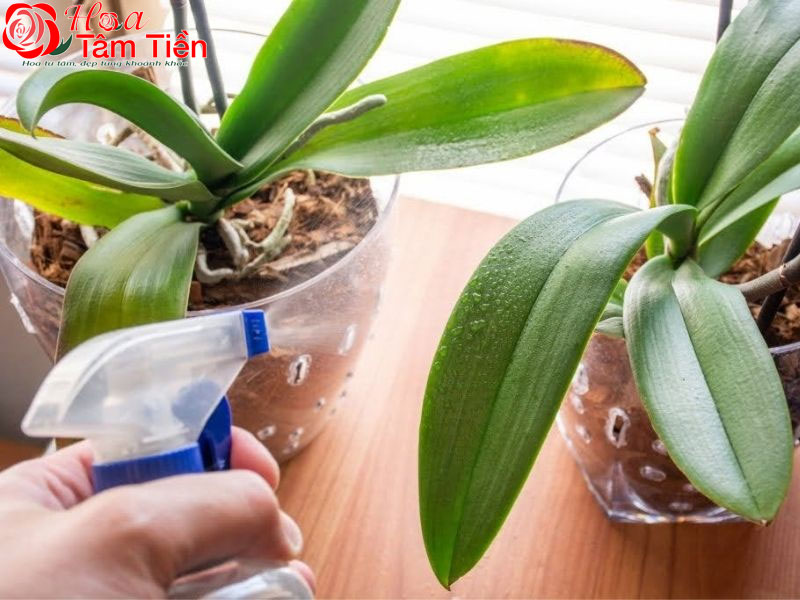 Đặc điểm, ý nghĩa và cách chăm sóc hồ điệp mãn thiên hồng