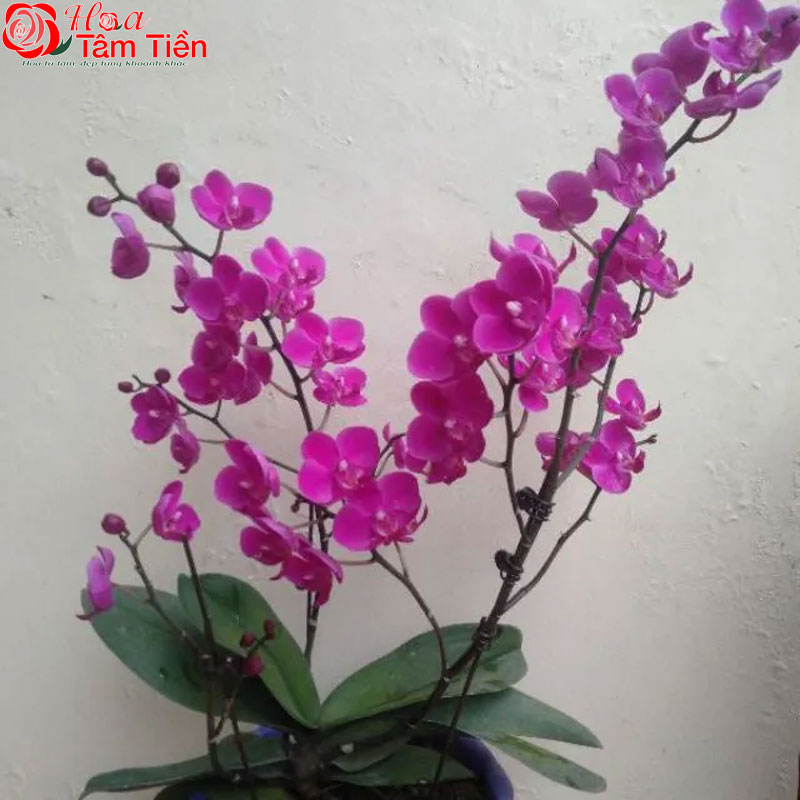 Đặc điểm, ý nghĩa và cách chăm sóc hồ điệp mãn thiên hồng
