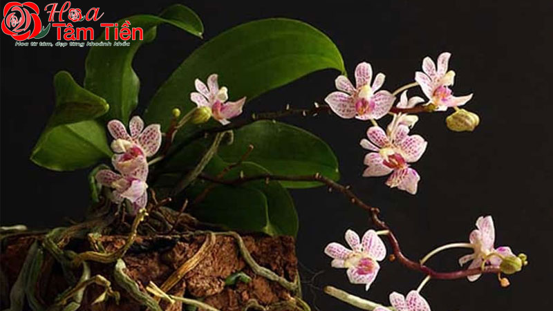 Các loại hồ điệp rừng: giá bán, cách trồng và chăm sóc