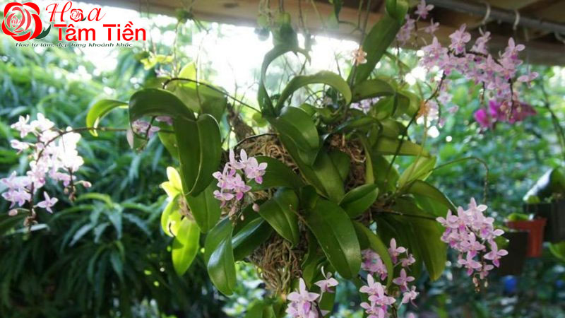 Các loại hồ điệp rừng: giá bán, cách trồng và chăm sóc