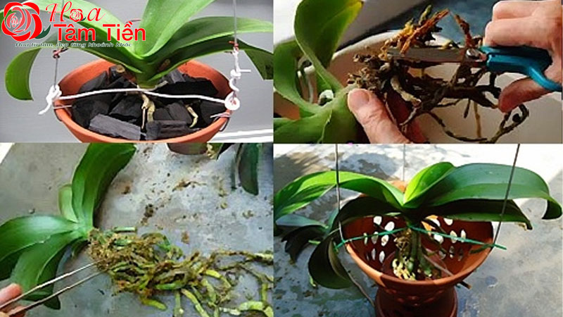 Các loại hồ điệp rừng: giá bán, cách trồng và chăm sóc