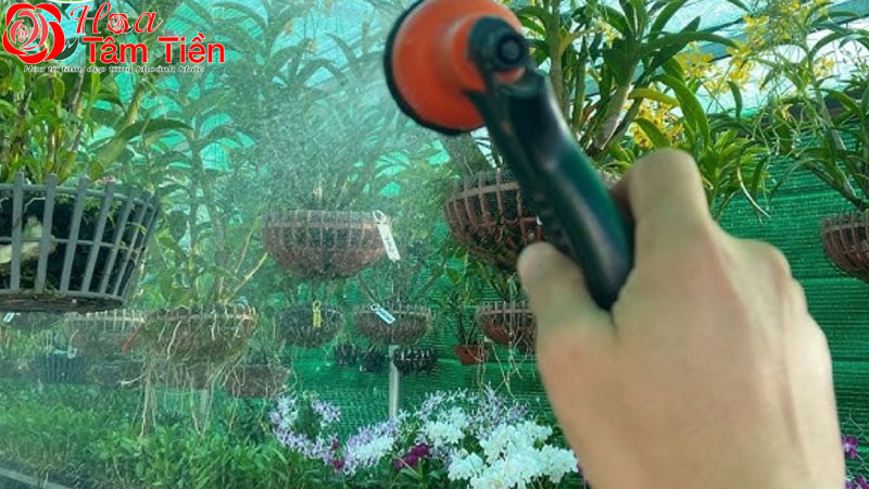 Các loại hồ điệp rừng: giá bán, cách trồng và chăm sóc