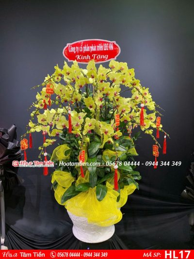 Hoa Lan Hồ Điệp 17
