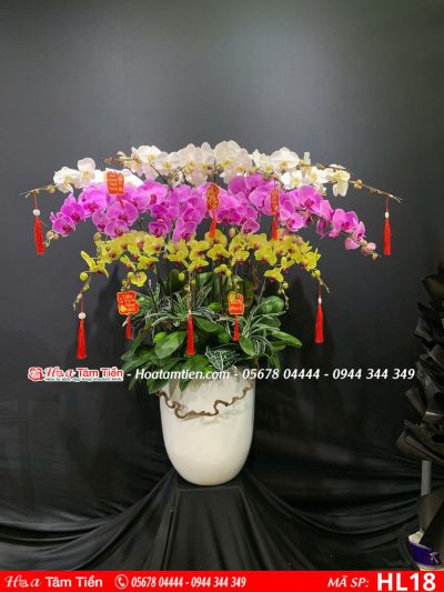 Hoa Lan Hồ Điệp 18