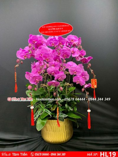 Hoa Lan Hồ Điệp 19
