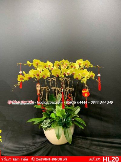 Hoa Lan Hồ Điệp 20