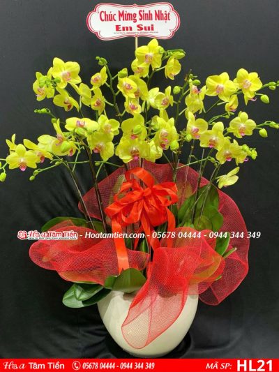 Hoa Lan Hồ Điệp 21