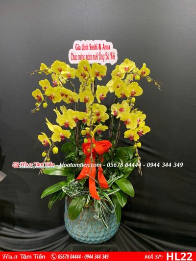 Hoa Lan Hồ Điệp 22