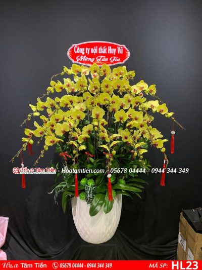 Hoa Lan Hồ Điệp 23