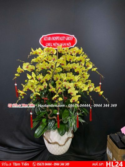 Hoa Lan Hồ Điệp 24