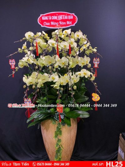 Hoa Lan Hồ Điệp 25
