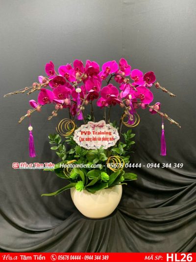Hoa Lan Hồ Điệp 26