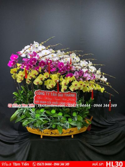 Hoa Lan Hồ Điệp 30