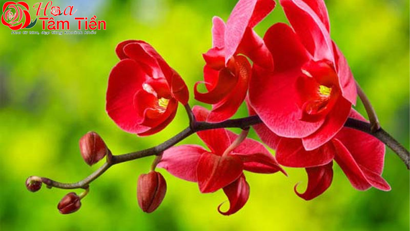Tìm hiểu giống lan hồ điệp đỏ ớt đẹp và sang trọng
