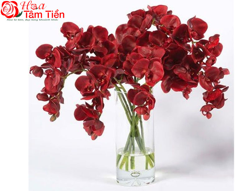 Tìm hiểu giống lan hồ điệp đỏ ớt đẹp và sang trọng