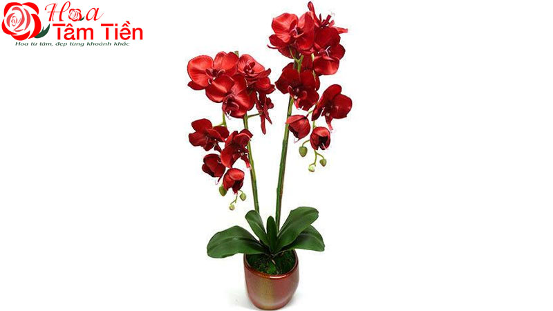 Tìm hiểu giống lan hồ điệp đỏ ớt đẹp và sang trọng