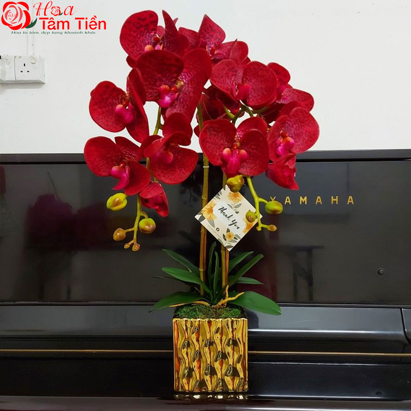Tìm hiểu giống lan hồ điệp đỏ ớt đẹp và sang trọng
