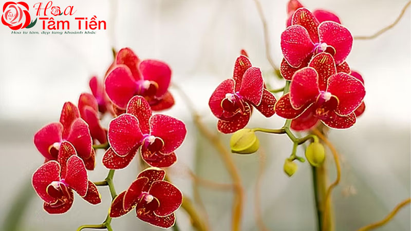 Tìm hiểu giống lan hồ điệp đỏ ớt đẹp và sang trọng