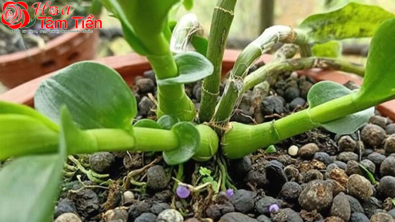 Hướng dẫn cách bón phân cho lan hồ điệp tươi khoẻ mạnh nhất
