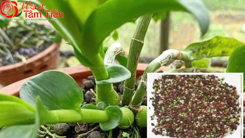 Hướng dẫn cách bón phân cho lan hồ điệp tươi khoẻ mạnh nhất