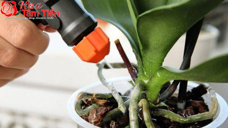 Hướng dẫn cách kích thích lan hồ điệp ra rễ nhanh
