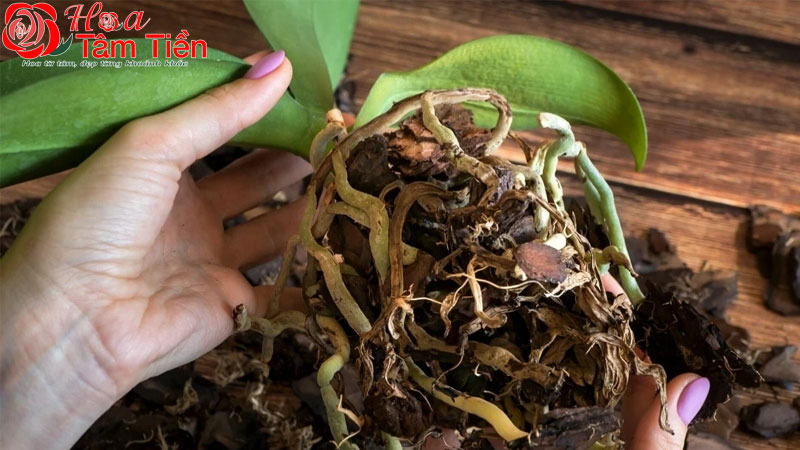 Cách chăm lan hồ điệp sau khi hoa tàn để dưỡng cây tốt nhất