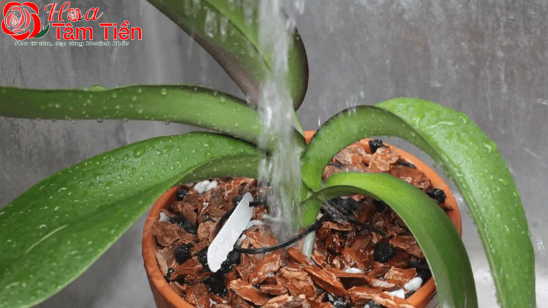 Cách chăm lan hồ điệp sau khi hoa tàn để dưỡng cây tốt nhất