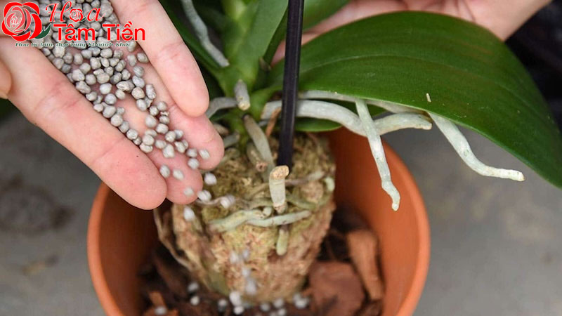Cách chăm lan hồ điệp sau khi hoa tàn để dưỡng cây tốt nhất