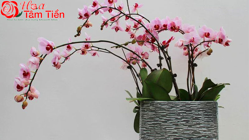 Cách chăm lan hồ điệp sau khi hoa tàn để dưỡng cây tốt nhất