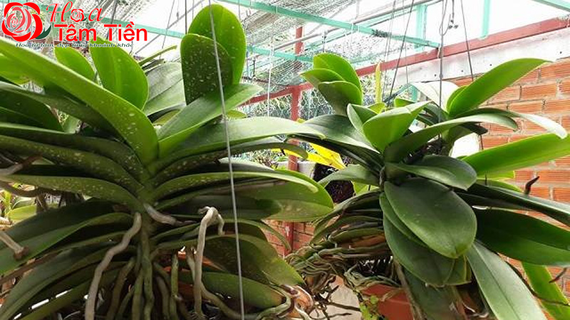 Cách chăm sóc lan hồ điệp đúng kỹ thuật và ra hoa đẹp