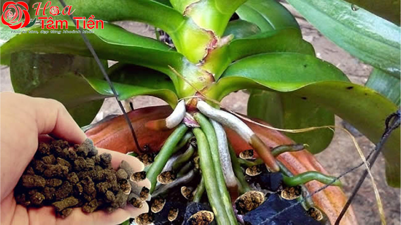 Cách chăm sóc lan hồ điệp đúng kỹ thuật và ra hoa đẹp