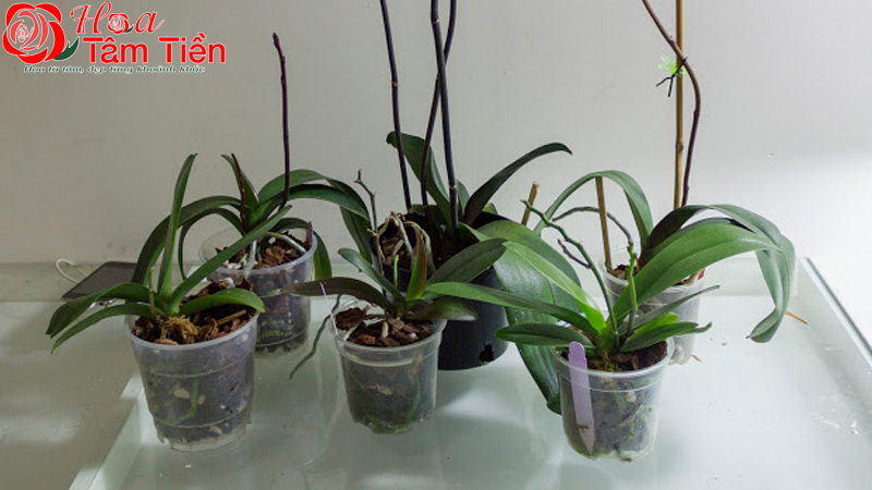 Cách chăm sóc lan hồ điệp đúng kỹ thuật và ra hoa đẹp