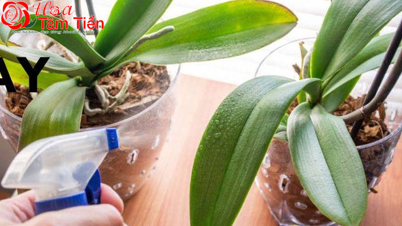 Cách chăm lan hồ điệp sau khi hoa tàn để dưỡng cây tốt nhất