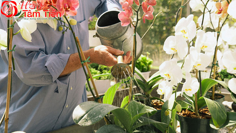 Cách chăm sóc lan hồ điệp ra hoa tươi đúng dịp tết và lâu tàn